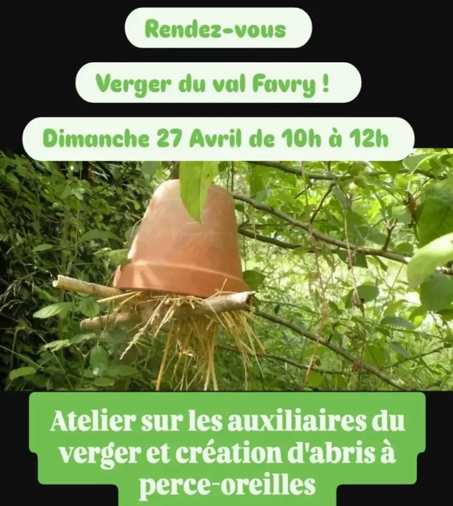 Lire la suite à propos de l’article Abris pour perce-oreilles, désherbage et paillage des petits fruitiers